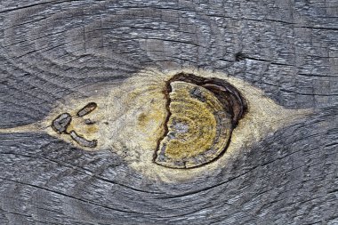 Mote içinde eski çam tahtası