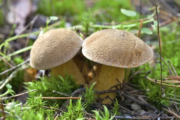 Cogumelos Boletus — Fotografia de Stock