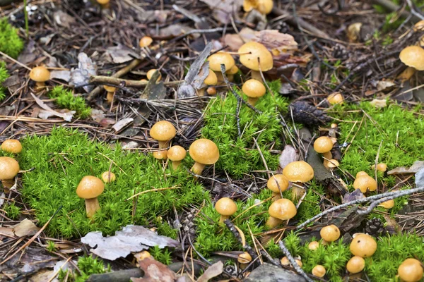 Funghi e muschio — Foto Stock