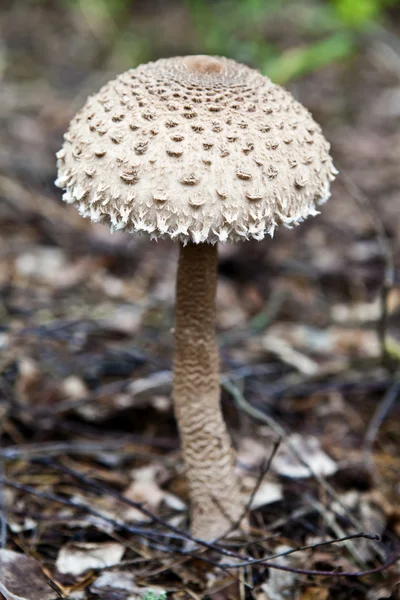 Mushroom umbrella — Stock Photo, Image