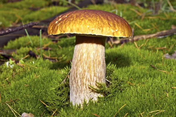 Weißer Pilz im Moos — Stockfoto