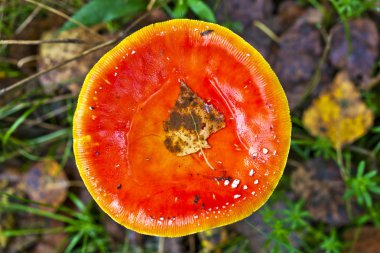 Amanita ve kuru yaprak