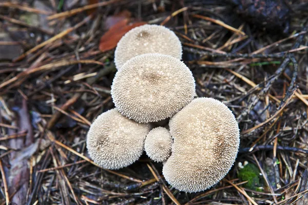 Raincoats mushrooms — Stock Photo, Image
