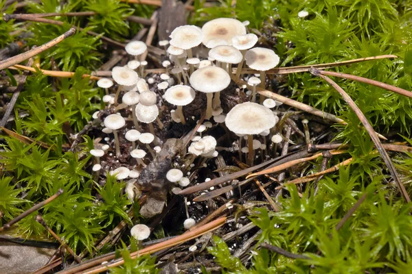 Kleine weiße Pilze — Stockfoto