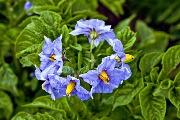 Flowering potatoes — Stock Photo, Image