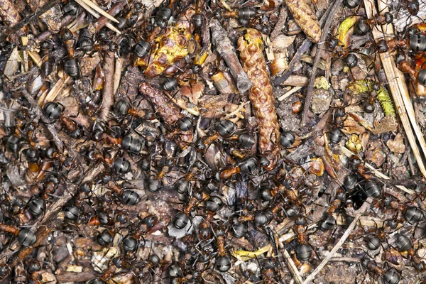 Mnóstwo mrówek — Zdjęcie stockowe