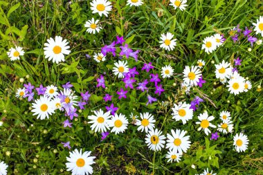 Çayırda farklı çiçekler, yakın planda çekilmiş.