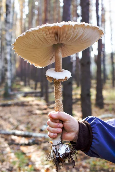 Ein Großer Pilz Der Hand Eines Mannes — Stockfoto