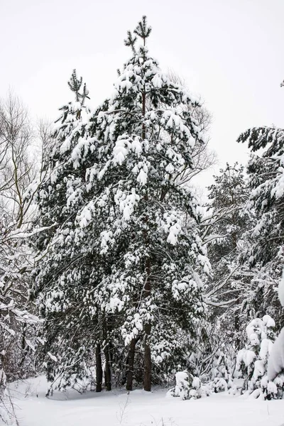 Een Paar Dennen Onder Sneeuw Het Winterbos — Stockfoto