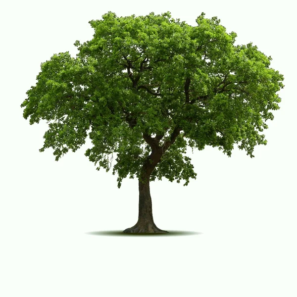 Дерево высокого качества — стоковый вектор