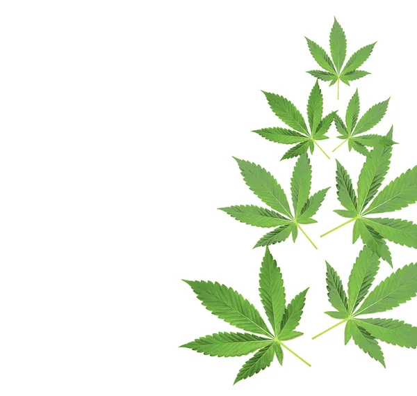 大麻 — 图库照片