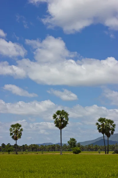 Socker palm — Stockfoto