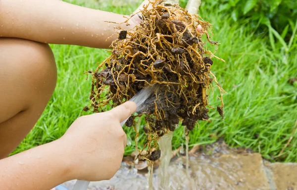 Cleaning up the root — Stock Photo, Image