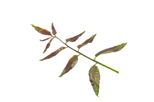 잎 곤충 repelle — 스톡 사진