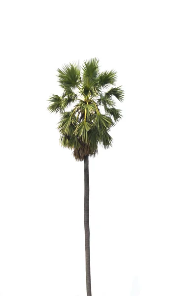 Şeker palm — Stok fotoğraf