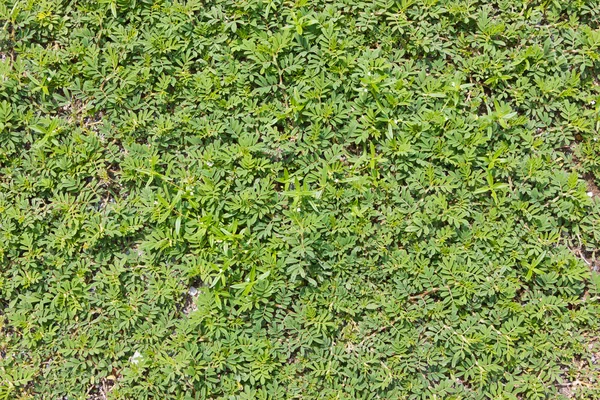 Weed covered up the ground.
