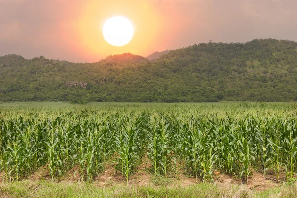 Corn fields. — Stock Photo, Image