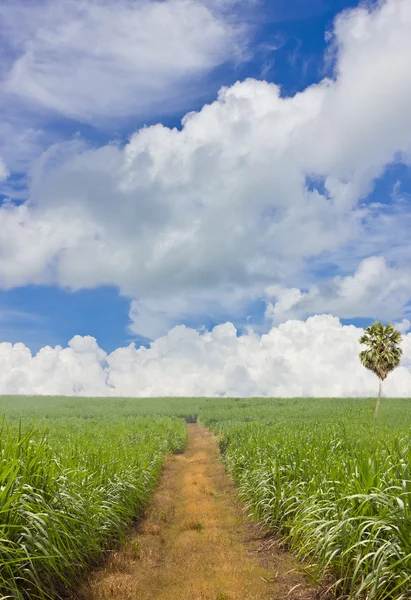 Campos de caña . — Foto de Stock