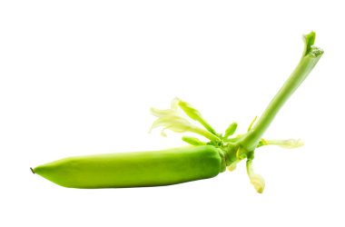 Genç papaya