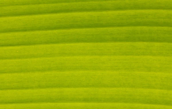 Green banana leaf — Stock Photo, Image