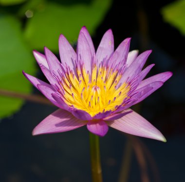 mor lotus