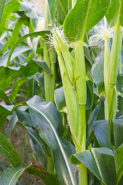 Mais auf dem Maiskolben. — Stockfoto