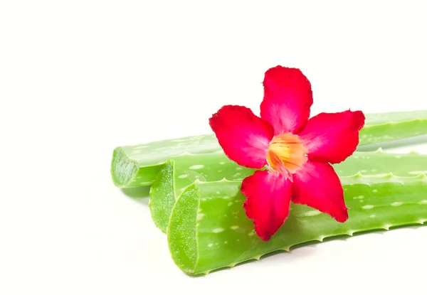 Aloe vera och adenium blomma. — Stockfoto