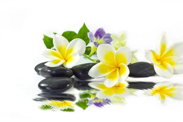 Piedras de spa y frangipani amarillo — Foto de Stock