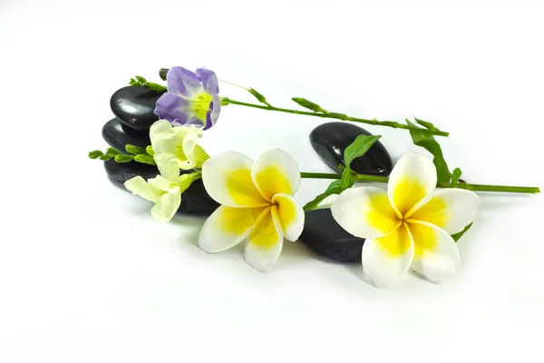 Spa kövek és frangipáni virágok — Stock Fotó