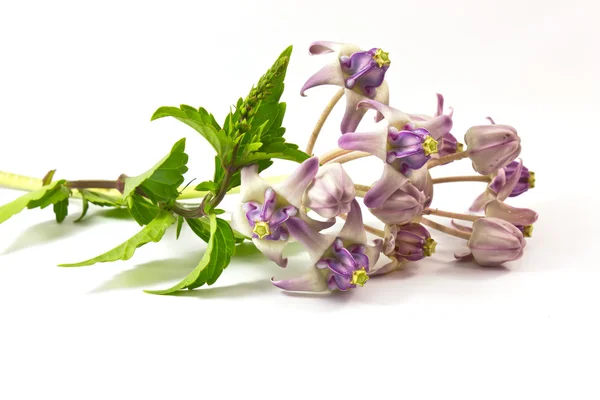 Böbrek çay bitki ve calotropis. — Stok fotoğraf