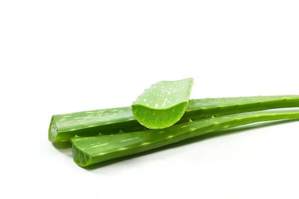 Aloe vera. — Fotografia de Stock