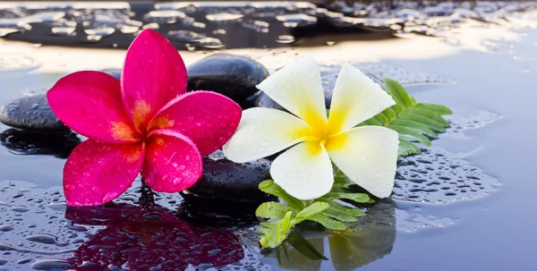 Spa taşlar ve frangipani çiçek.