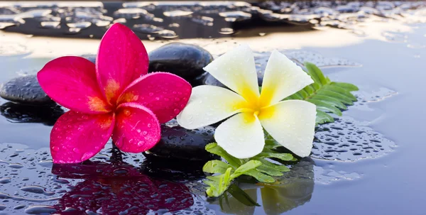 Spa stones and frangipani flower. Stock Picture