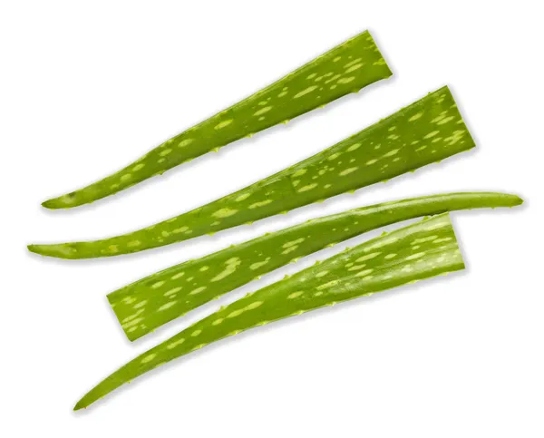 Aloe vera gyógynövényes. — Stock Fotó