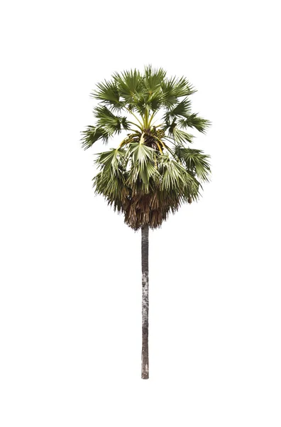 砂糖椰子の木. — ストック写真