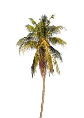 Hindistan cevizi palmiyesi.