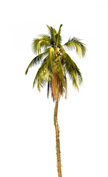 Kokospalmträd — Stockfoto