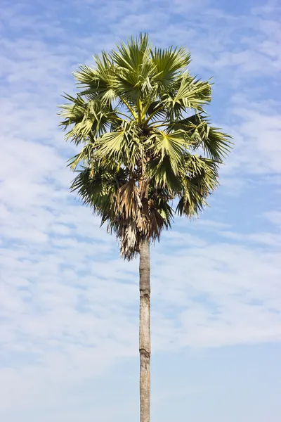 Palmeras de azúcar . — Foto de Stock