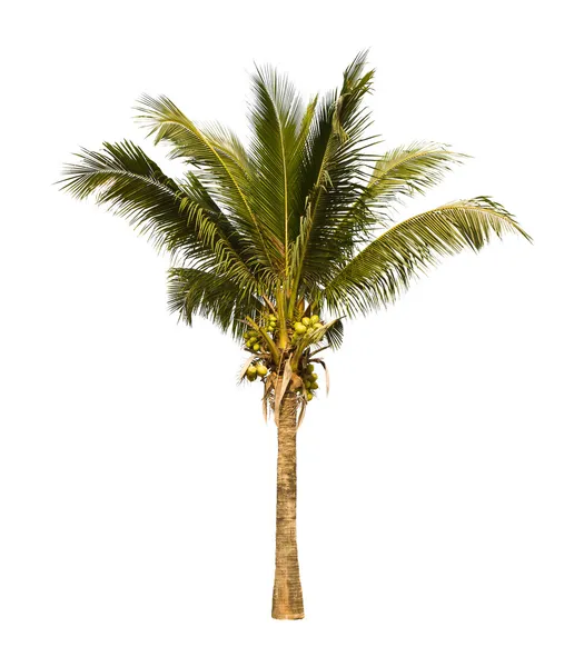 Noix de coco palmier. — Photo