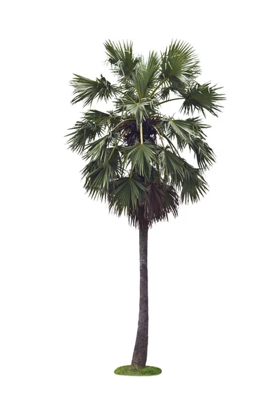 Sugar palm ağaçlar . — Stok fotoğraf