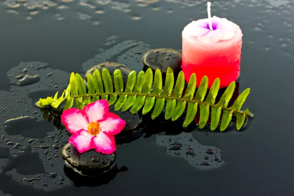 Piedras de spa y flores de Adenium . — Foto de Stock