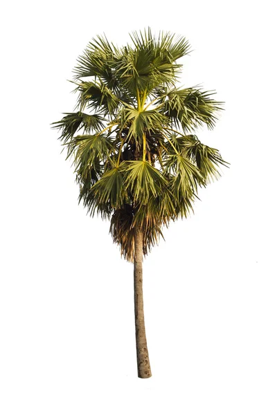 Sugar palm tree . — Stock Photo, Image