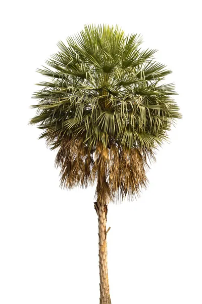 Palm tree isolated on white background. — Stock Photo, Image