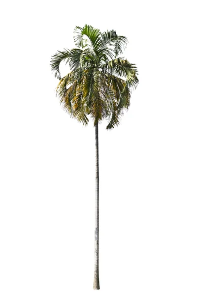 Palm tree isolated on white background. — Stock Photo, Image