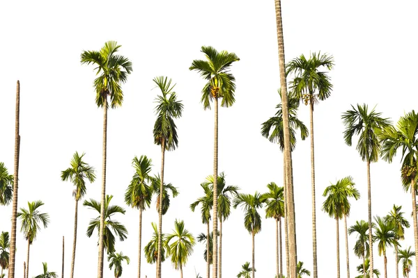 Palmera aislada sobre fondo blanco. — Foto de Stock