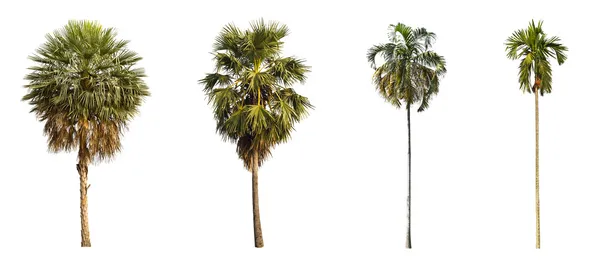 4 types of palms tree. — Stock Photo, Image