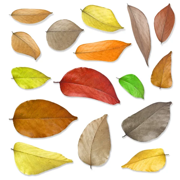 Kuru yaprakları seti .