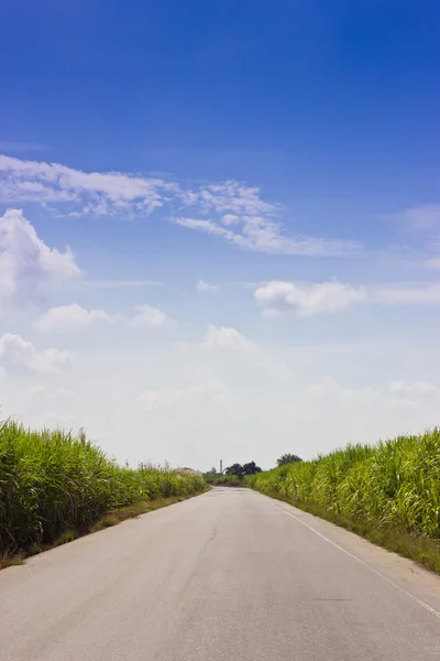 Road between sugar cane fields. — Stock Photo, Image