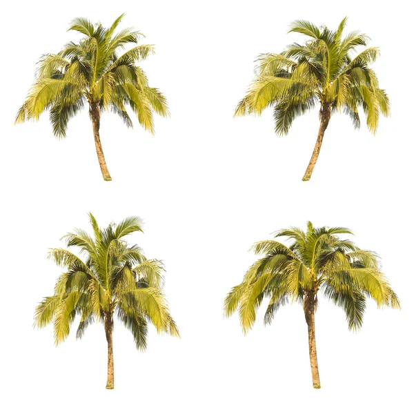 Set of coconut tree isolated on white background — Stock Photo, Image