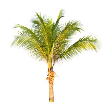 Beyaz arkaplanda izole edilmiş hindistan cevizi palmiyesi.